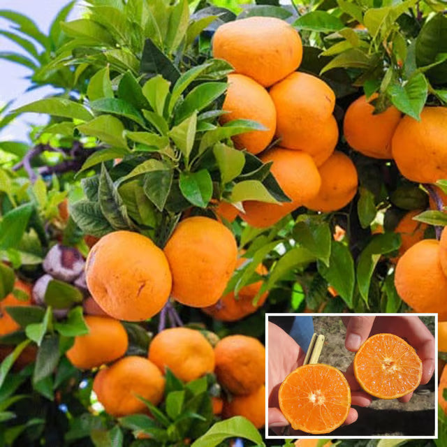 Honey Murcott Orange Santra Grafted Fruit Plant