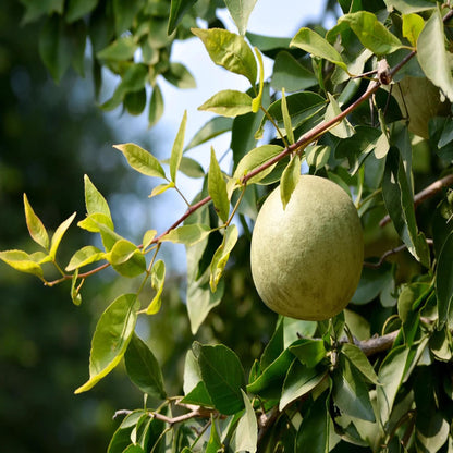 Thai Bel Bael Bilva Grafted Fruit Plant (1.5-2 Feet Height)