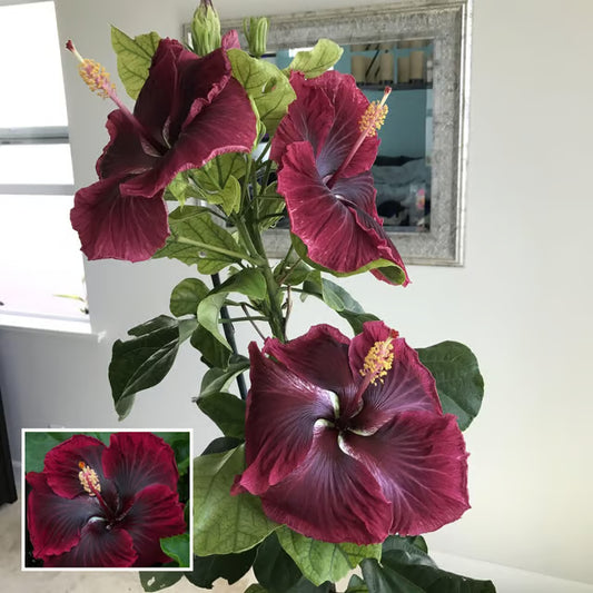 Red Colour Hybrid Hibiscus Joba Gudhal Flower Plant (1-2 Feet Height)