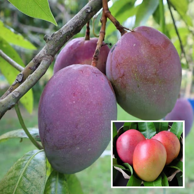 Tommy Atkins All Time Mango Aam Grafted Fruit Plant
