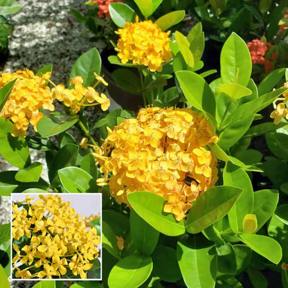 Yellow Colour Ixora Rukmini Rangan Flower Shrubs Plant (1.5-3 Feet Height)