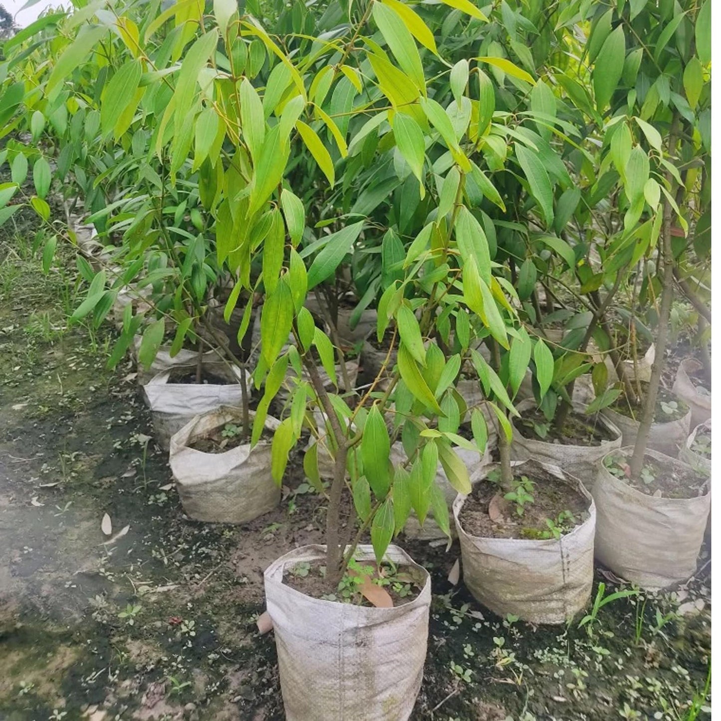 Dal Chini Karuvapatta Cinnamon Spice Plant (1.5-3 Feet Height)