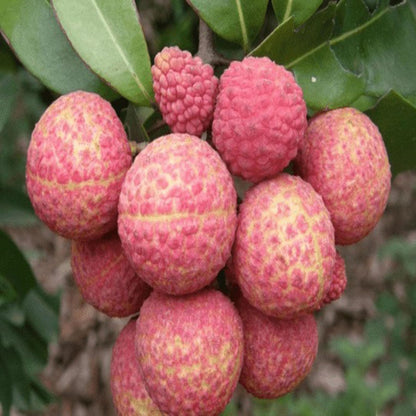 China 3 Litchi Lychee Layering/Grafted Fruit Plant
