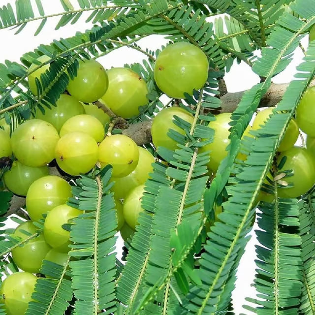 Sweet Banaras Amla Gooseberries Amloki Grafted Fruit Plant