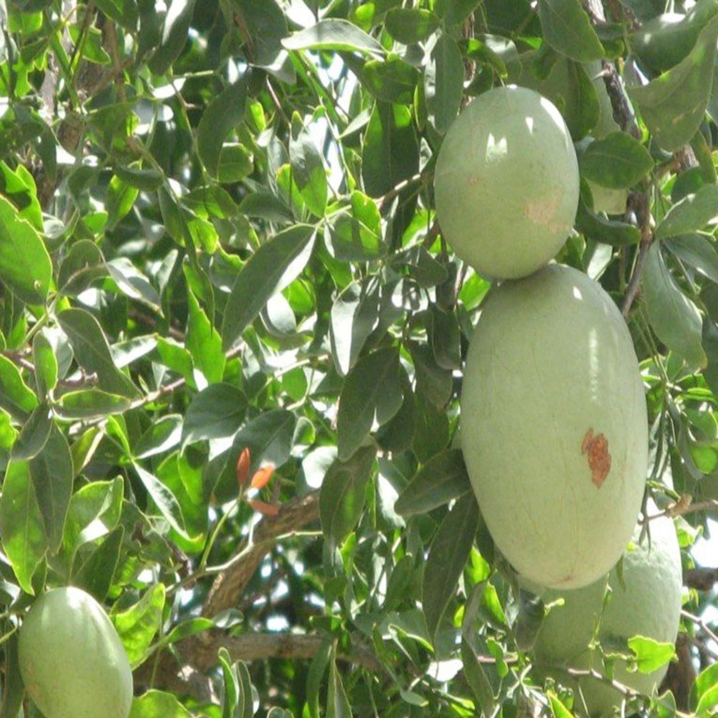 Thai Bel Bael Bilva Grafted Fruit Plant (1.5-2 Feet Height)