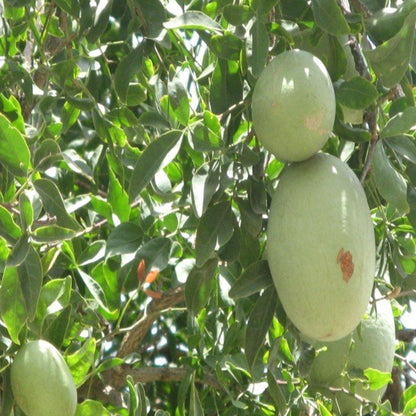 Thai Bel Bael Bilva Grafted Fruit Plant (1.5-2 Feet Height)