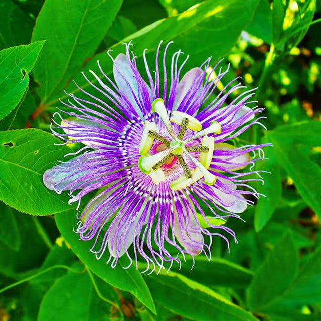Purple Colour Jhumko Lata krishna kamal rakhi bel Passion Climbers Flower Plant (1-2 Feet Height)