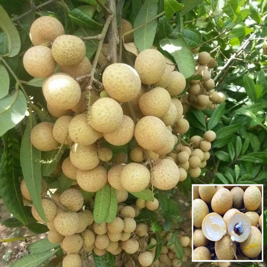Daw Dragon Eye Longan Grafted Fruit Plant (1-2 Feet Height)