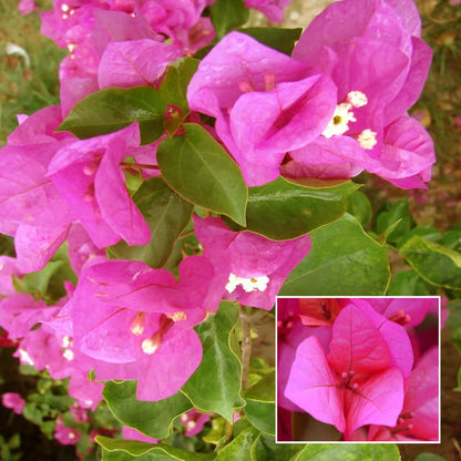 Pink Colour Bougainvillea Kagoj Ful Shrubs Flower Plant