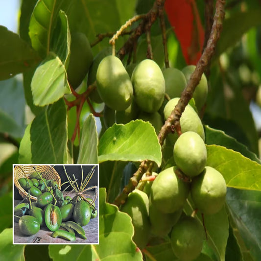 Sour Indian Olive Jalpai, Indian Olive All Time Layering/Grafted Fruit Plant