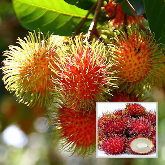 Schoolboy Rambutan Grafted Fruit Plant (2-3 Feet Height)