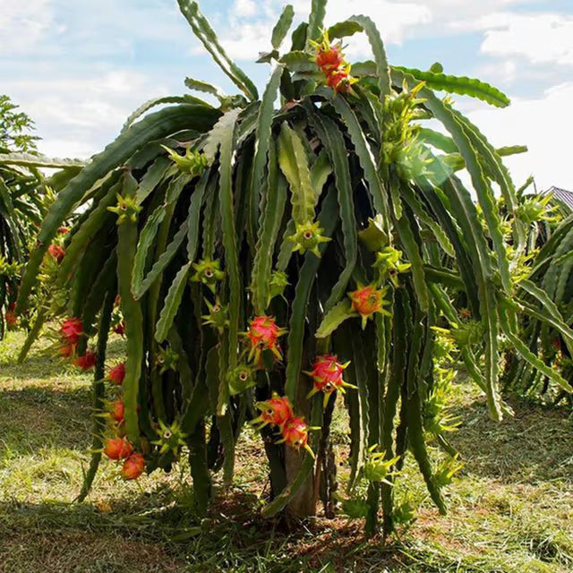 Pink Dragon Fruit Cutting/Grafted Fruit Plant