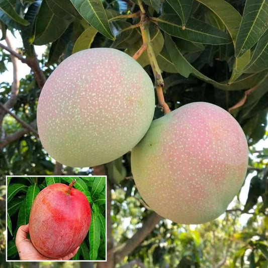 R2E2 Mango Aam Grafted Fruit Plant (1.5-3 Feet Height)
