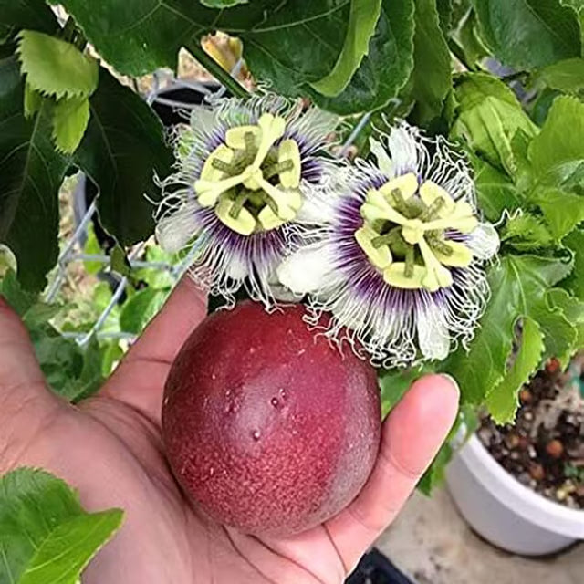 Passion Fruit Climbing Plant