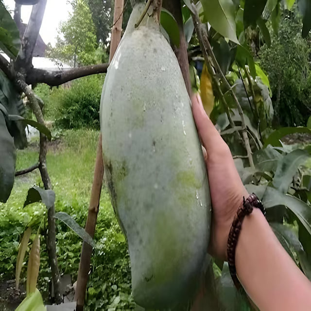 Nurjahan Noor Jahan Mango Aam Grafted Fruit Plant (1.5-3 Feet Height)