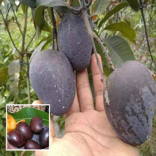 Black Stone Mango Aam Grafted Fruit Plant (1.5-3 Feet Height)