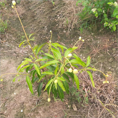 Himsagar All Time Mango Aam Grafted Fruit Plant