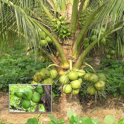 Kerala Kalpasree Coconut Nariyal Hybrid Dwarf Fruit Plant