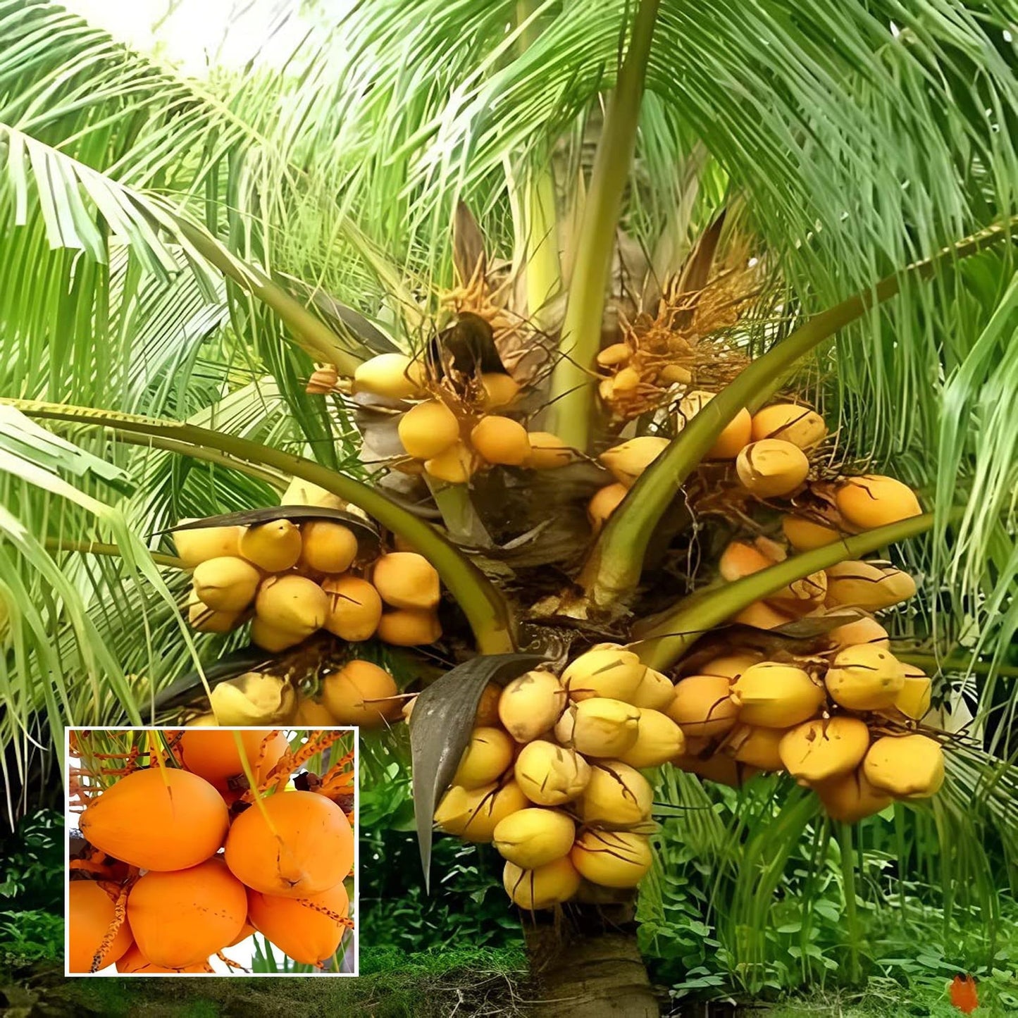 Malaysian Orange Coconut Nariyal Hybrid Dwarf Fruit Plant