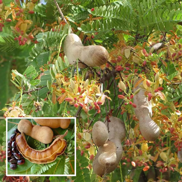 Sour Vantoor Tamarind Imli Grafted Fruit Plant
