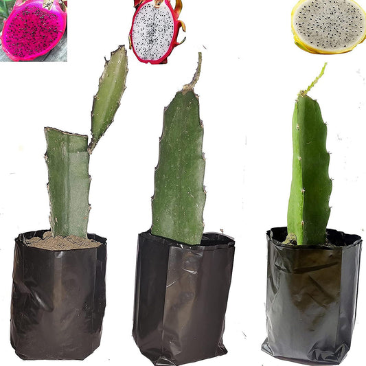 Combo White,Pink & Yellow Colombiana Dragon Fruit Cutting/Grafted Fruit Plant(Pack of 3)