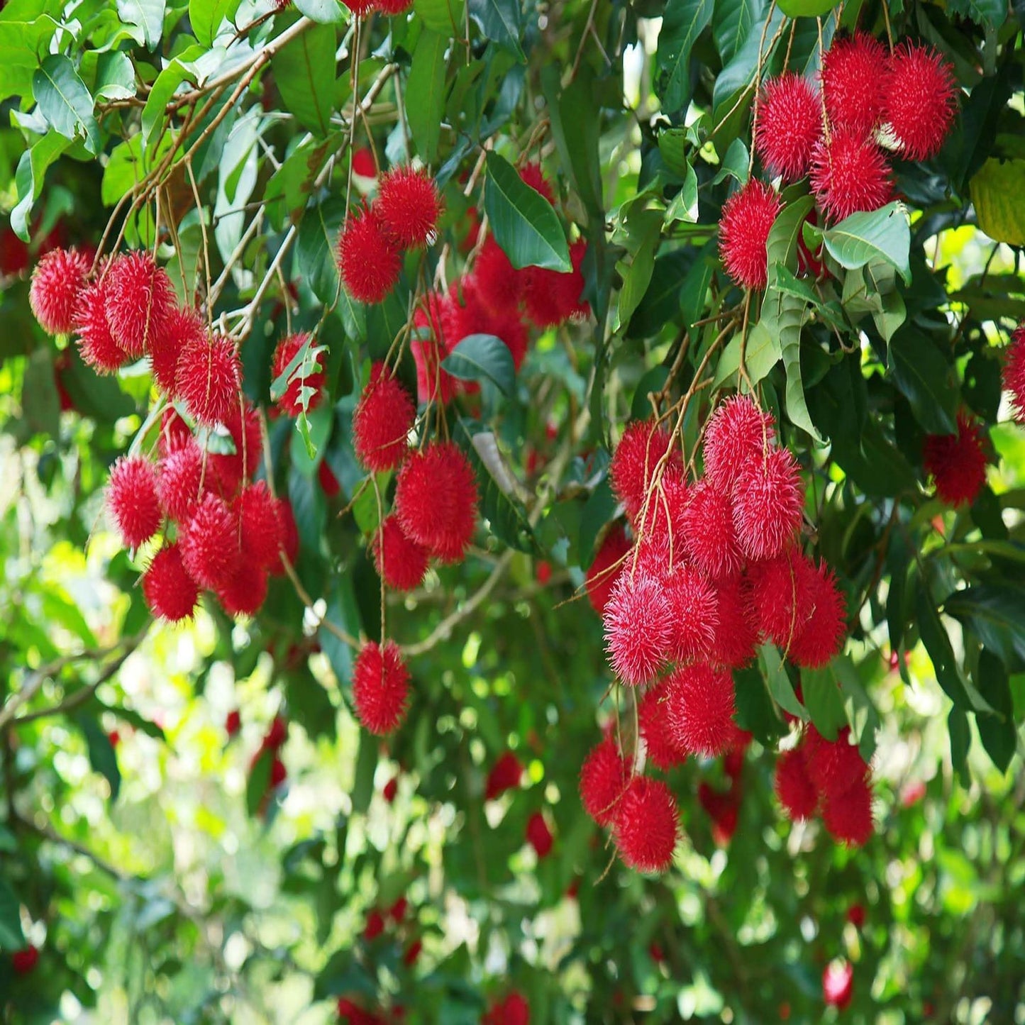 KG10 Rambutan Grafted Fruit Plant (2-3 Feet Height)