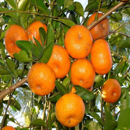 Honey Murcott Orange Santra Grafted Fruit Plant
