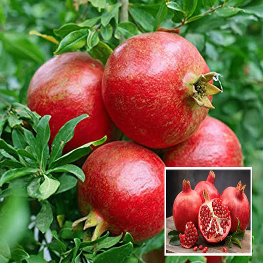 Super Bhagwa Pomegranate Anar Layering/Grafted Fruit Plant