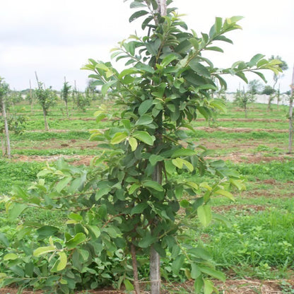 VNR Bihi Guava Amrood Layering/Grafted Fruit Plant