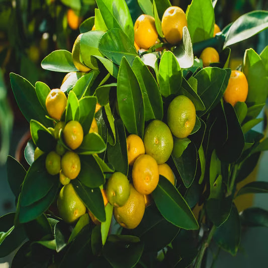 Nimbu Cot Sour All Time Lemon Nimbu Layering/Grafted Fruit Plant (1-2 Feet Height)