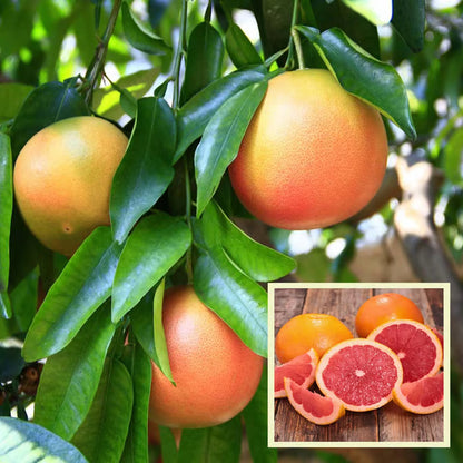 Star Ruby Grapefruit Grafted Fruit Plant (1-2 Feet Height)