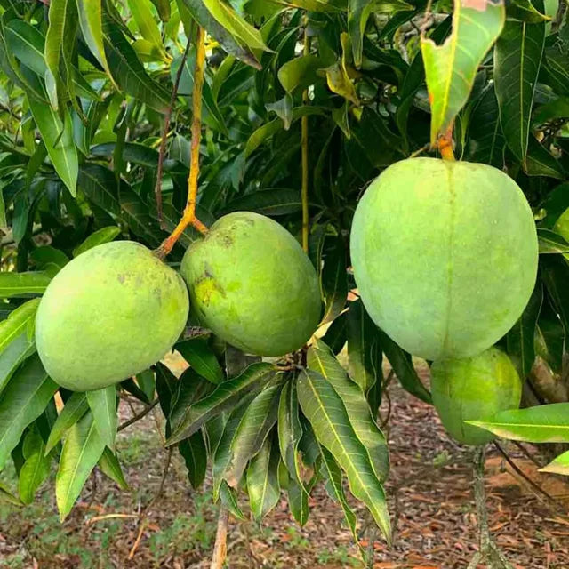 Bangladesh Haribhanga Mango Aam Grafted Fruit Plant (1.5-3 Feet Height)