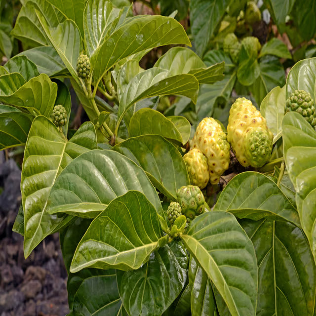 Noni Cheese Fruit Plant