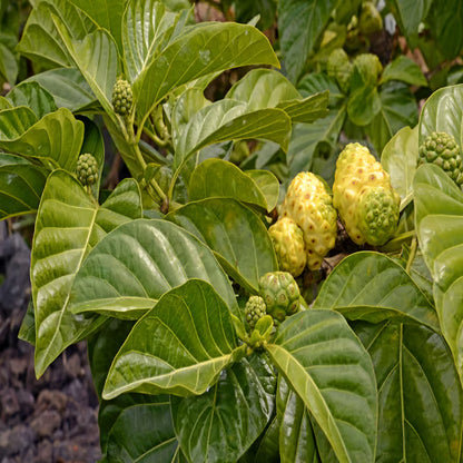 Noni Cheese Fruit Plant