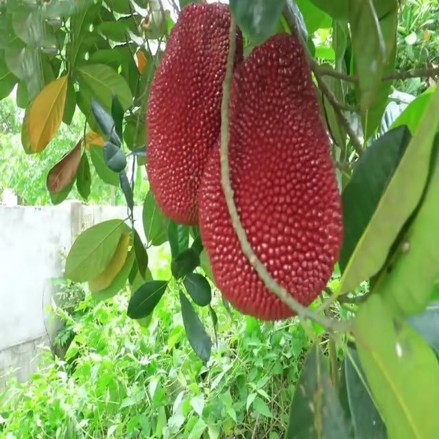Thai Pink All Season Jackfruit Panasa Varikka Katahal Chakka Grafted Fruit Plant