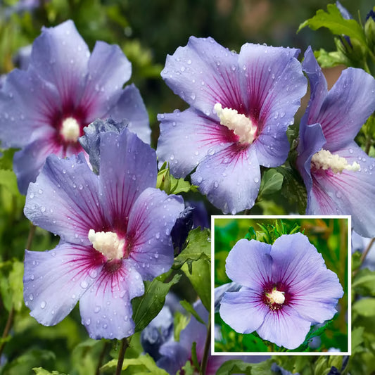Purple Colour Hibiscus Joba Gudhal Flower Plant (1-2 Feet Height)