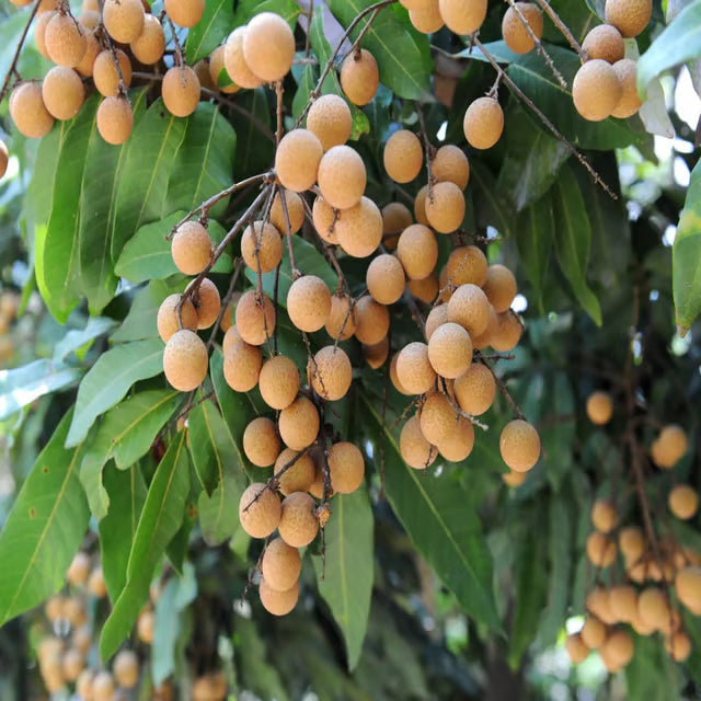 Khaki Dragon Eye Longan Grafted Fruit Plant