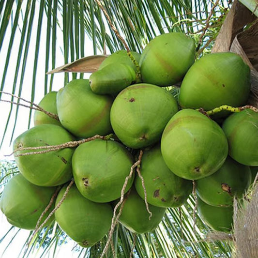 Tall Coconut Nariyal Fruit Plant