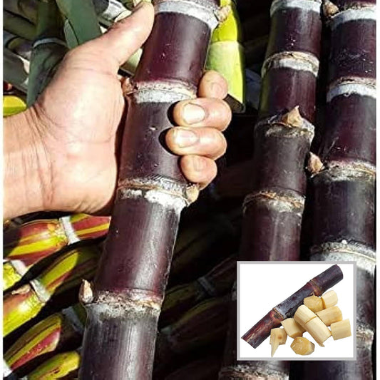 Soft Filipino Black Sugarcane Ganna Plant
