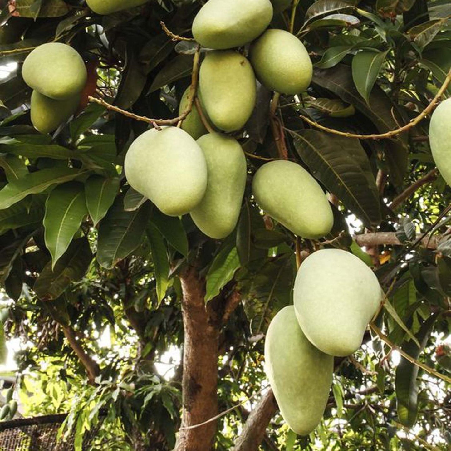 Honey Sweet Chaunsa Mango Aam Grafted Fruit Plant