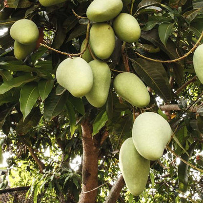 Honey Sweet Chaunsa Mango Aam Grafted Fruit Plant