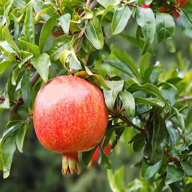 GM2 Pomegranate Anar Layering/Grafted Fruit Plant