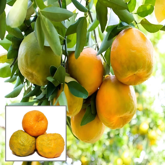 Nagpur Mandarin All Time Orange Santra Grafted Fruit Plant