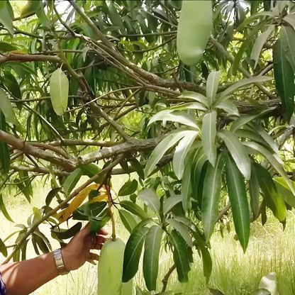 Nurjahan Noor Jahan Mango Aam Grafted Fruit Plant (1.5-3 Feet Height)