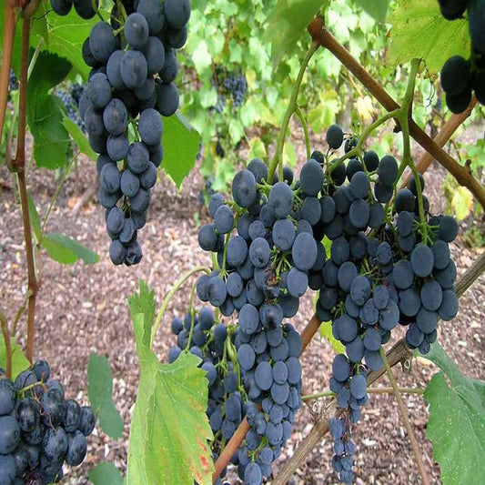Black Grapes Angoor Layering/Grafted Fruit Plant