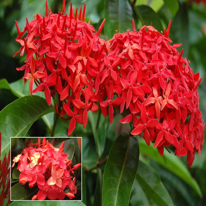 Red Colour Ixora Rukmini Rangan Flower Shrubs Plant (1.5-3 Feet Height)