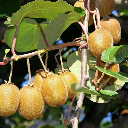 Hayward Kiwi Grafted Fruit Plant
