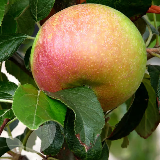 Tropic Sweet Low Chill Tropical Apple Seb Grafted Fruit Plant (1.5-3 Feet Height)