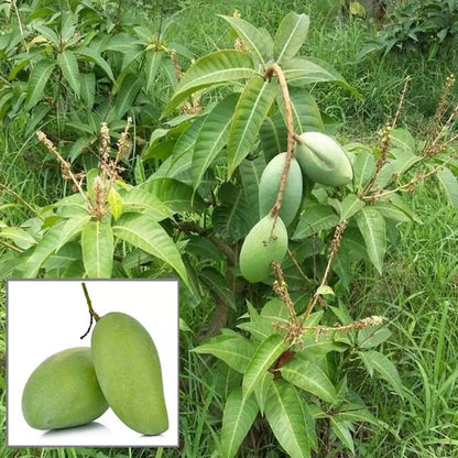 Thai All Time Baramasi Mango Aam Grafted Fruit Plant (1.5-3 Feet Height)