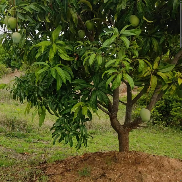 Badami Badam Mango Aam Grafted Fruit Plant (1.5-3 Feet Height)